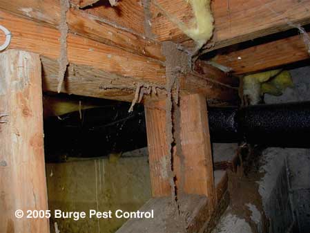 Burge Pest Control | Western Subterranean Termite