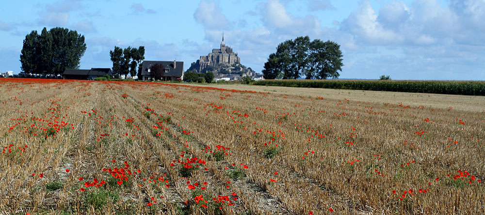 mt st michel poppies france